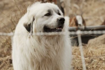 Walking in the Wine Country