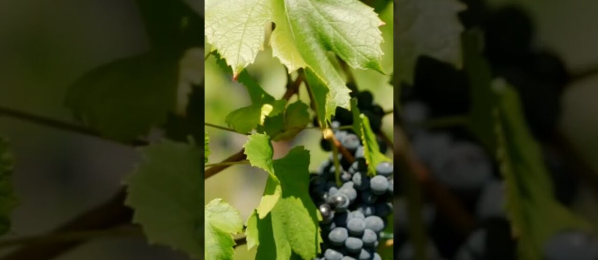 Red Wine Revelations: Unveiling the Hidden Delights of Pour Decisions #redwine #nature #redwinelover