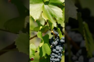 Red Wine Revelations: Unveiling the Hidden Delights of Pour Decisions #redwine #nature #redwinelover