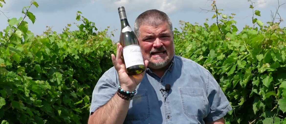 SATISFYING M Chapoutier 2021 Belleruche Blanc (France)