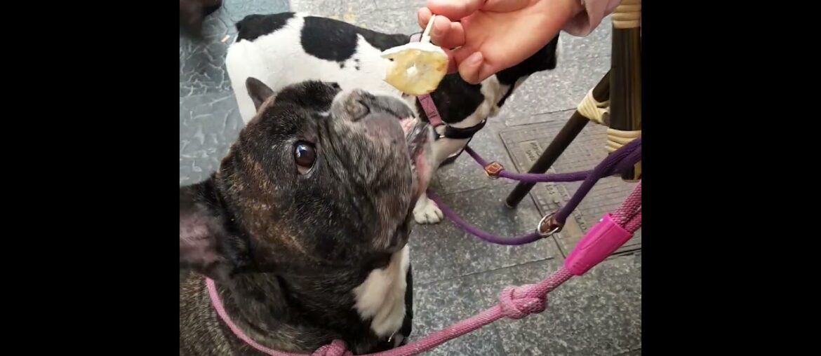 French bulldog eating Spanish tapas #shorts #dogs #asmr