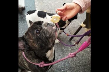 French bulldog eating Spanish tapas #shorts #dogs #asmr