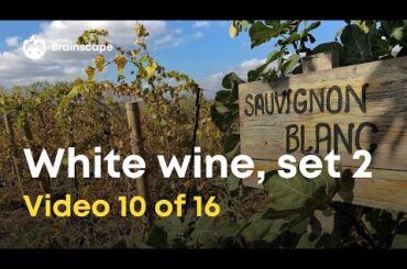 Wine 101: Light- to Medium-Bodied White Wines Quiz