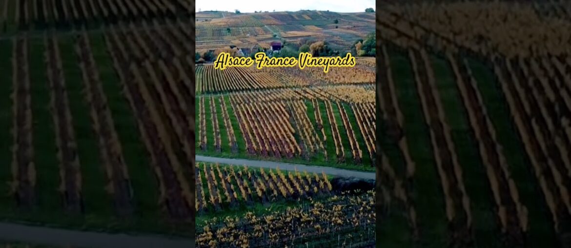 The beautiful fall vineyards of Alsace France. #alsace #alsacefrance #vineyards #frenchwine #vines