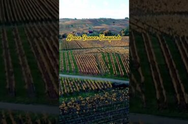 The beautiful fall vineyards of Alsace France. #alsace #alsacefrance #vineyards #frenchwine #vines
