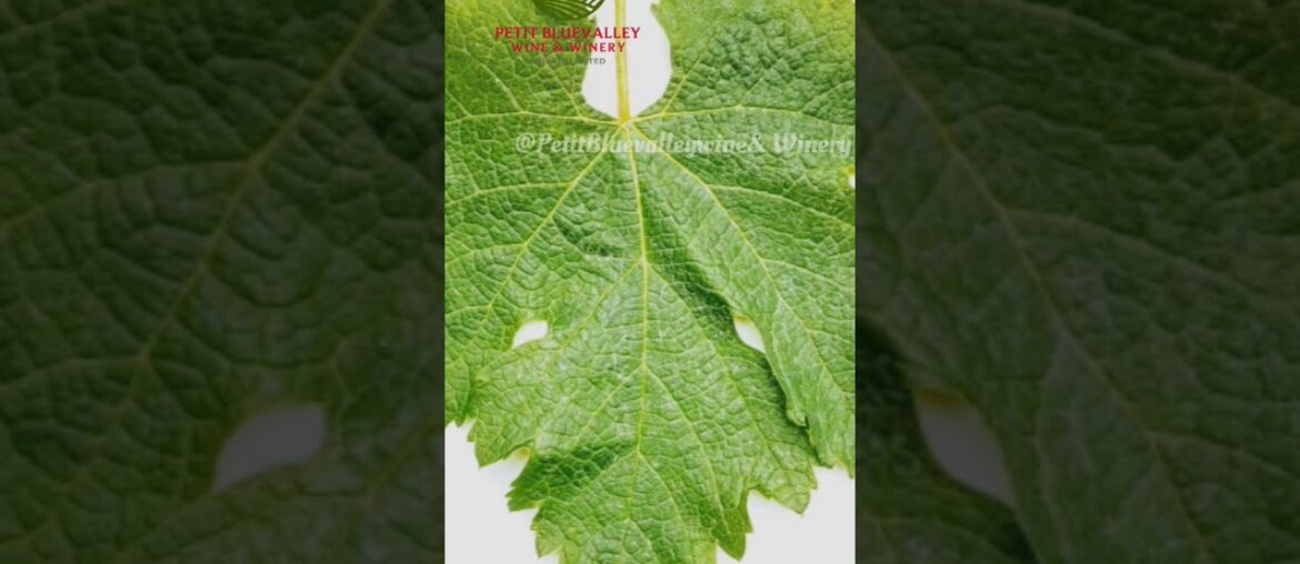 Red wine grapes leaf  #redwine  #wine #red #sunset #alcoholicbeverage #nature #winetime