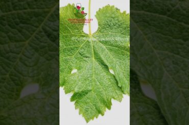 Red wine grapes leaf  #redwine  #wine #red #sunset #alcoholicbeverage #nature #winetime