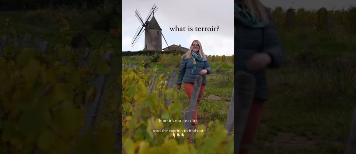 Terroir! What is it? This little word that means so much and yet is so simple at the same time. Terroir! What is it? This little word that means so much and yet is so simple at the same time.