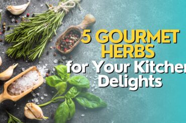 Top 5 Gourmet Herbs for Your Kitchen Delights