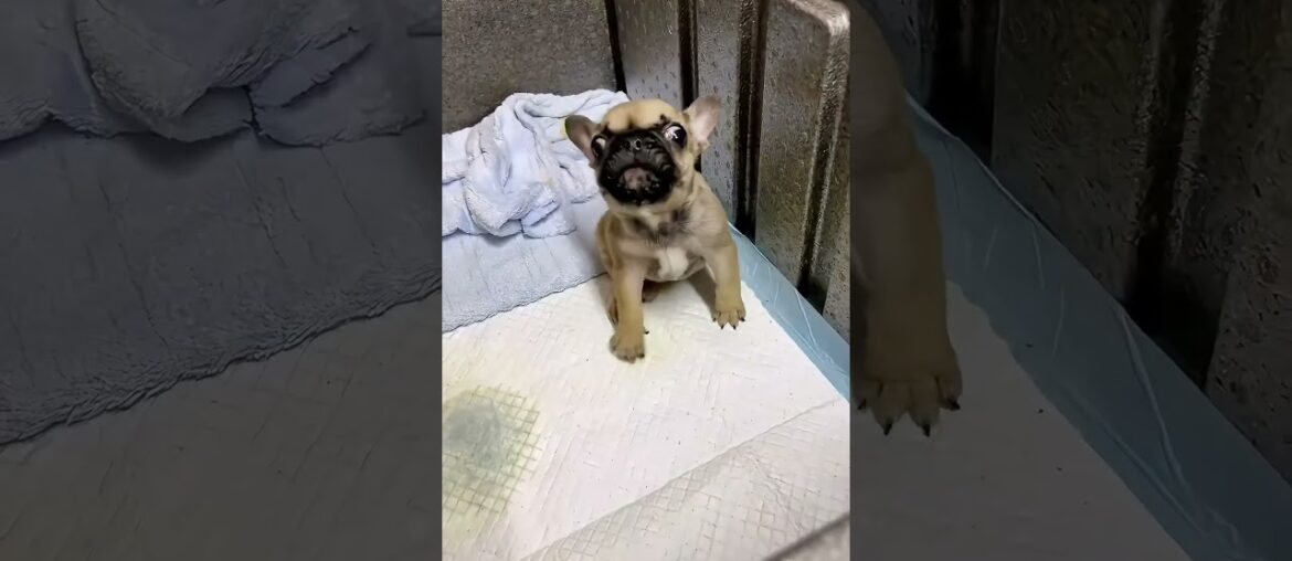 Less than half a month old French Bulldog,I’ll show you how vicious I can be. #puppy #dogs #bulldog Less than half a month old French Bulldog,I'll show you how vicious I can be. #puppy #dogs #bulldog