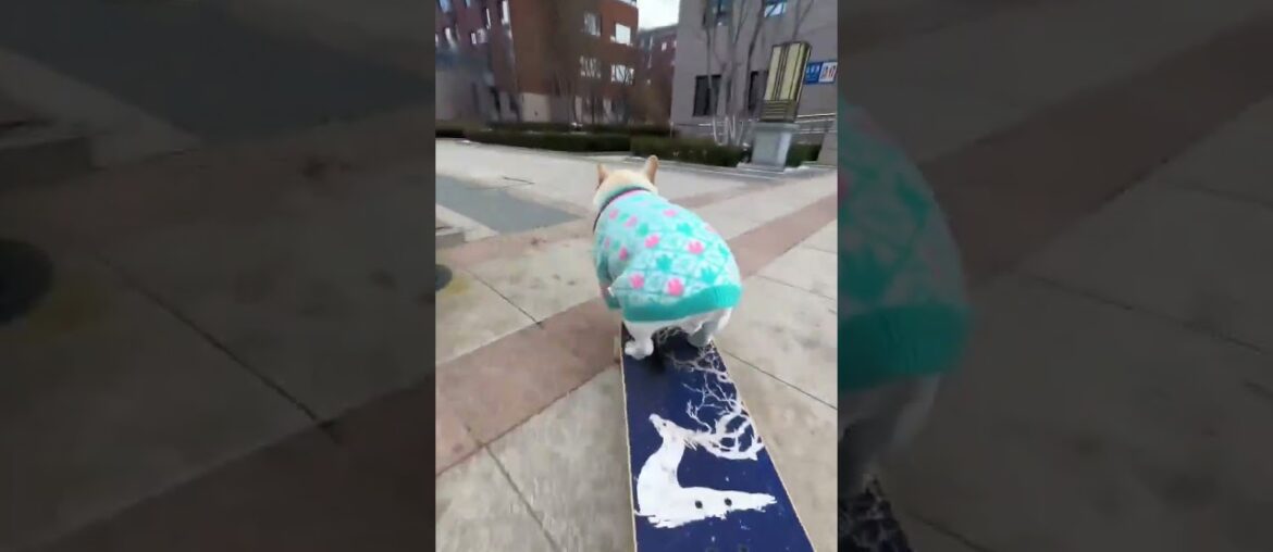 #1ontrendinginuganda #bobiwine #funny #ooopp #movie #ooof #alienskin #dog