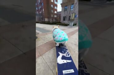 #1ontrendinginuganda #bobiwine #funny #ooopp #movie #ooof #alienskin #dog