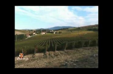 Arrogant Frog French wine from Langguedoc and The Wine Ladies TV