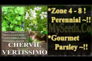 CHERVIL VERTISSIMO Herb Seeds -- Gourmet Parsley Perennial -  By MySeeds.Co