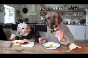 TWO DOGS DINING   YouTube