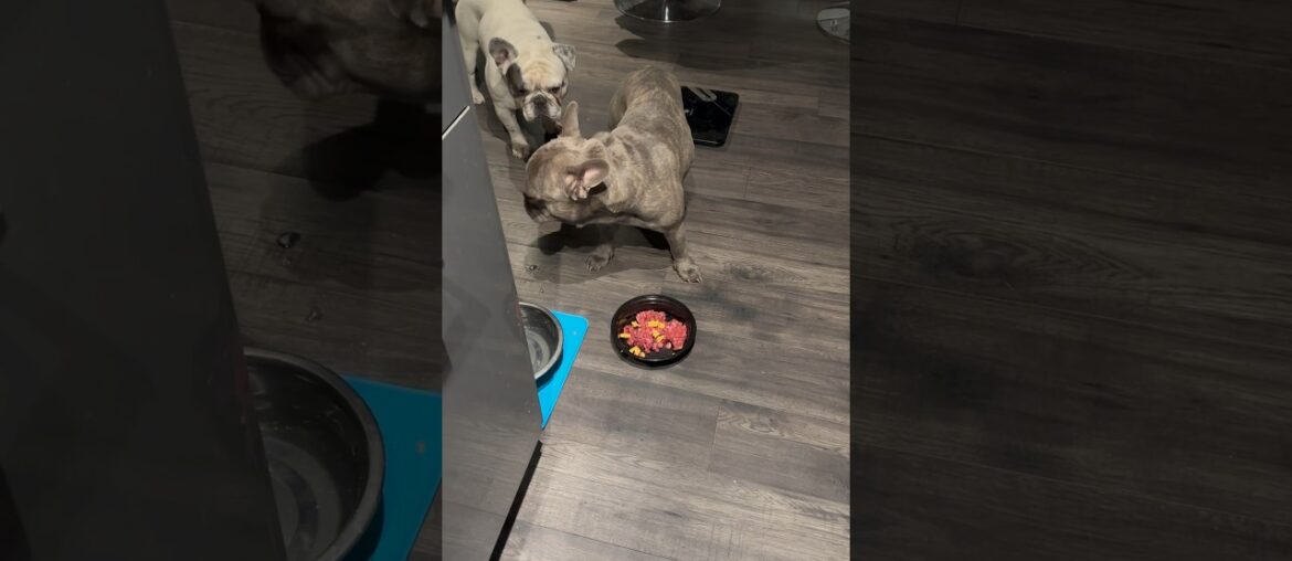 Dinner Time Shenanigans #dogdad #shorts Dinner Time Shenanigans #dogdad #shorts