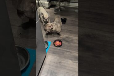 Dinner Time Shenanigans #dogdad #shorts