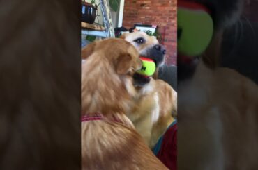 French fry vs potato #dog