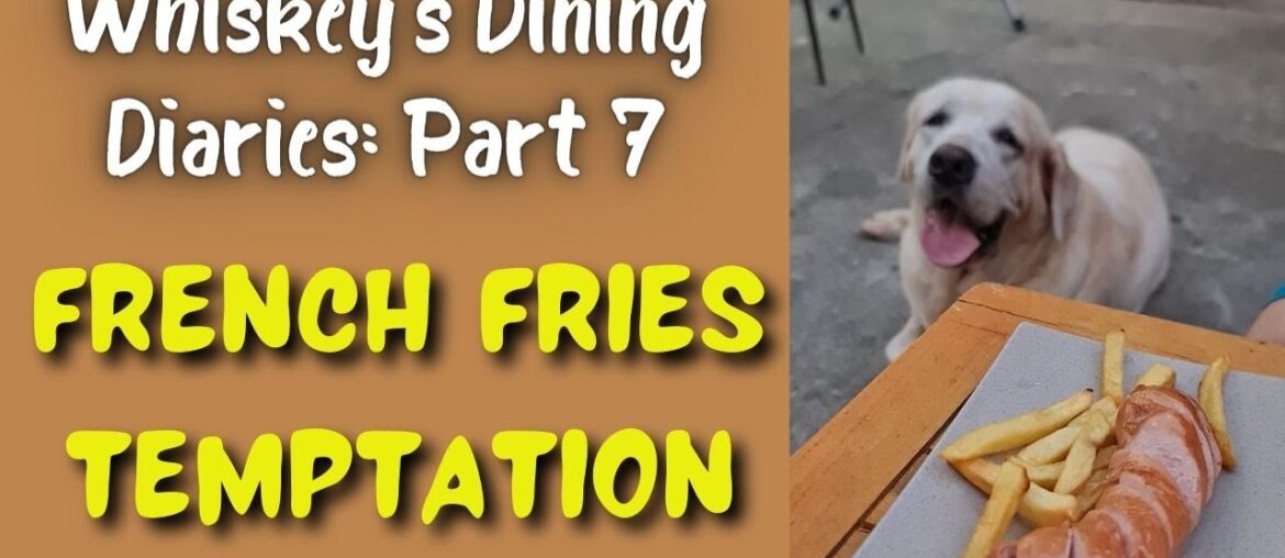 The Labrador's Dining Diaries: Part 7- French fries temptation #retriever #animals #funny #doglover