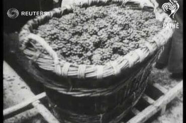 Harvesting and production of grapes in the wine districts of France (1947)