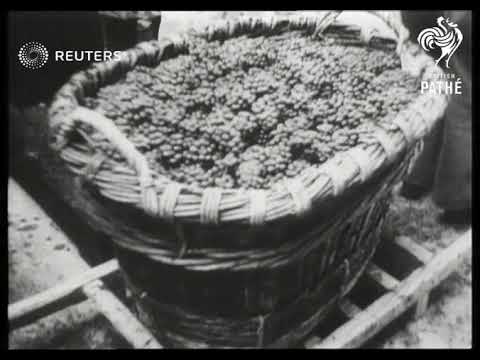 Harvesting and production of grapes in the wine districts of France (1947) Harvesting and production of grapes in the wine districts of France (1947)