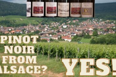 Pinot Noir in Alsace