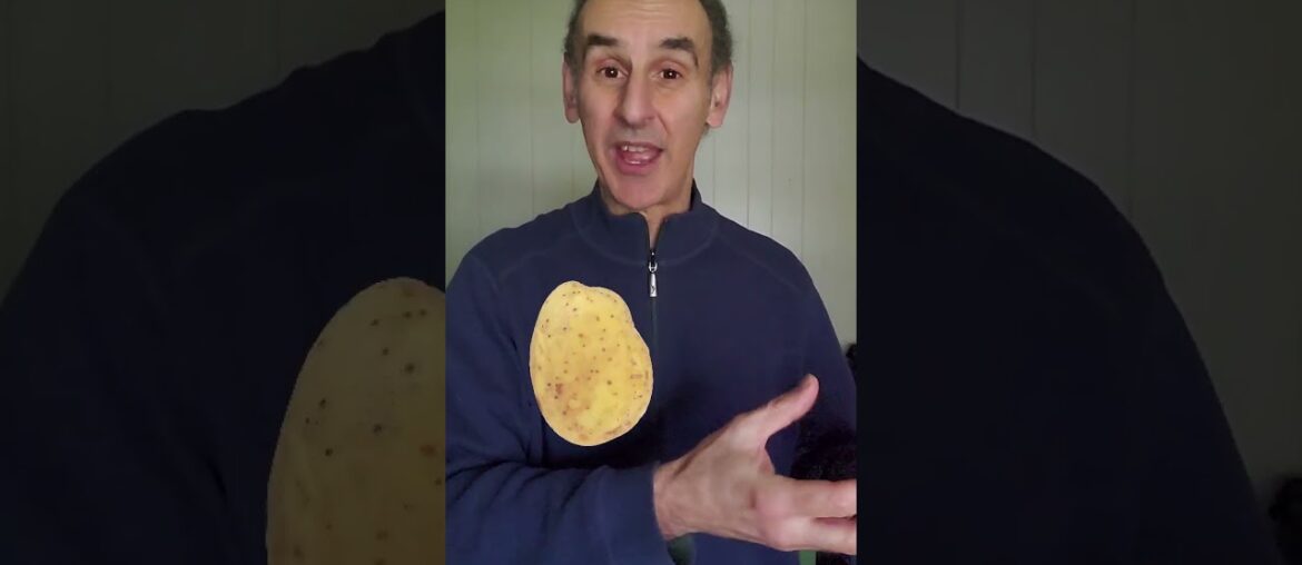 Aussie America Fries #youtubeshorts #comedy