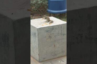 squirrel eating French fries #shorts #viral