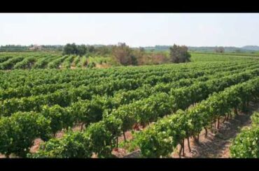 French Wine: France The French Way