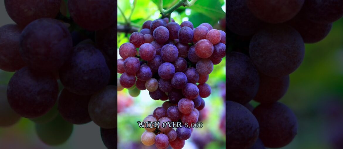 Exploring Grape Marvels: 5 Intriguing Facts! Exploring Grape Marvels: 5 Intriguing Facts!