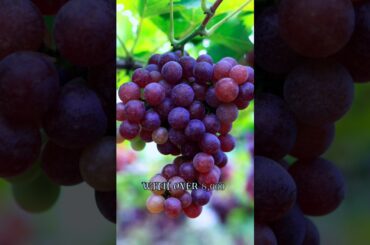 Exploring Grape Marvels: 5 Intriguing Facts!