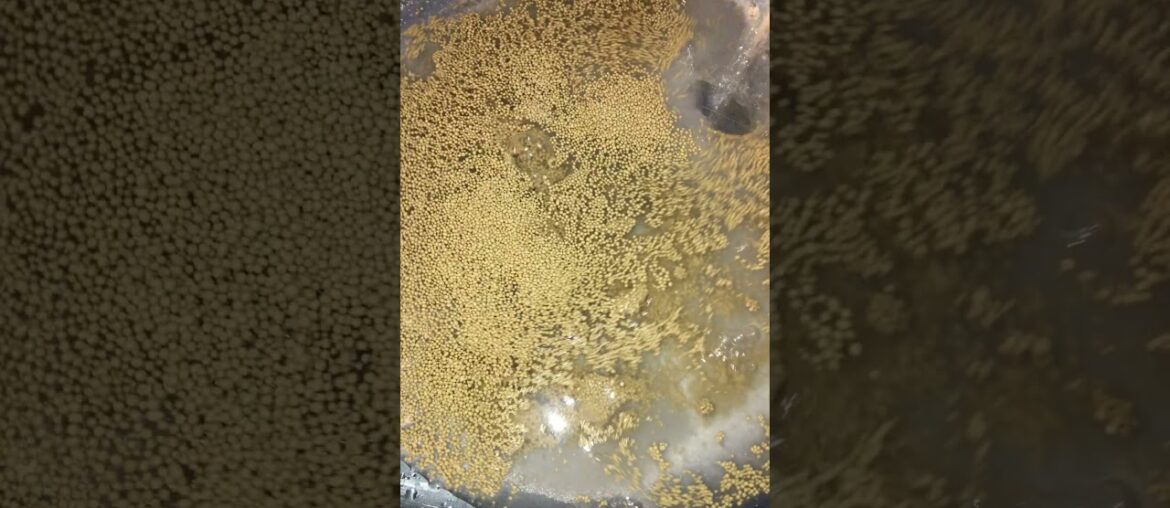 ASMR water sounds #shorts starting Aunt Matilda’s (AKA Aunt Tilly) French Bread recipe ASMR water sounds #shorts starting Aunt Matilda's (AKA Aunt Tilly) French Bread recipe