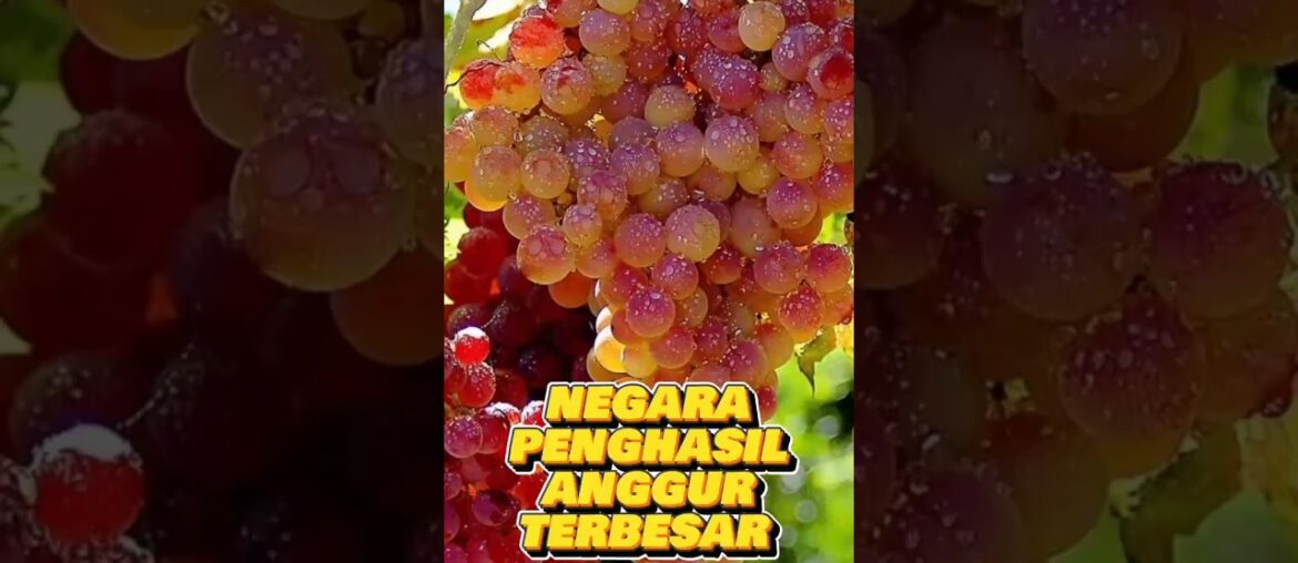 5 negara penghasil anggur terbesar #shorts #ytcross #viral