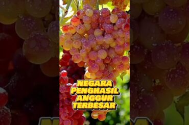 5 negara penghasil anggur terbesar #shorts #ytcross #viral