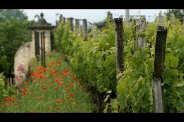French Wines Going Organic