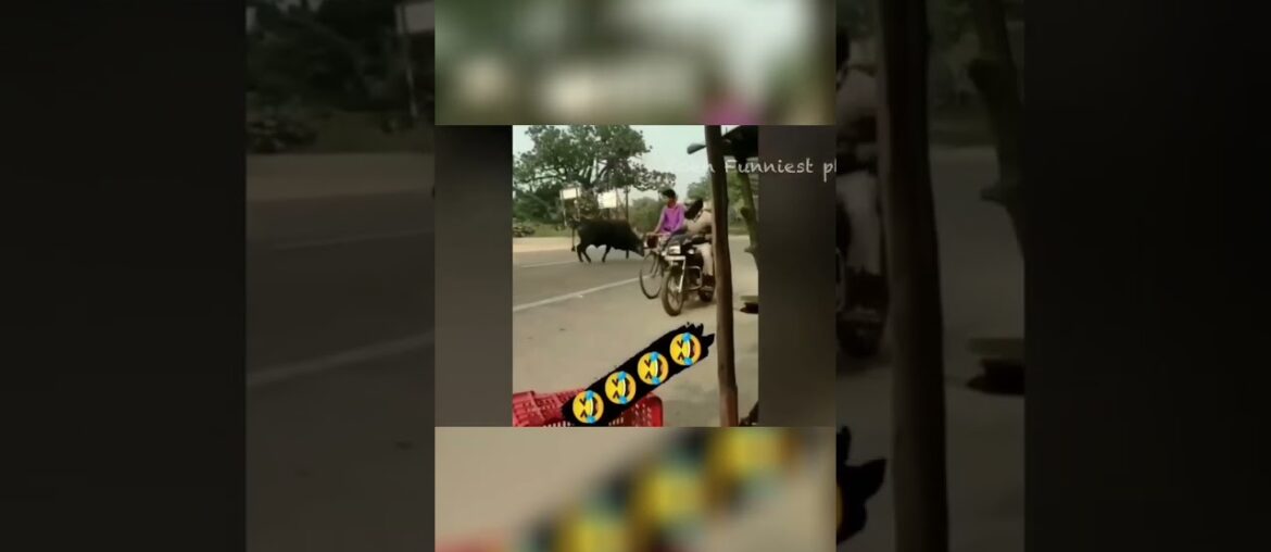 Discover the World of French Cuisine  Traditional Recipes and Techniques #cats #viralvideo #pets