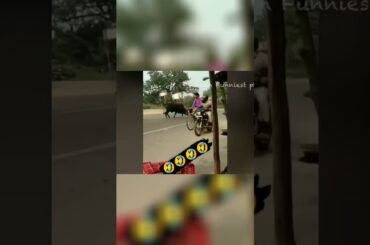 Discover the World of French Cuisine  Traditional Recipes and Techniques #cats #viralvideo #pets