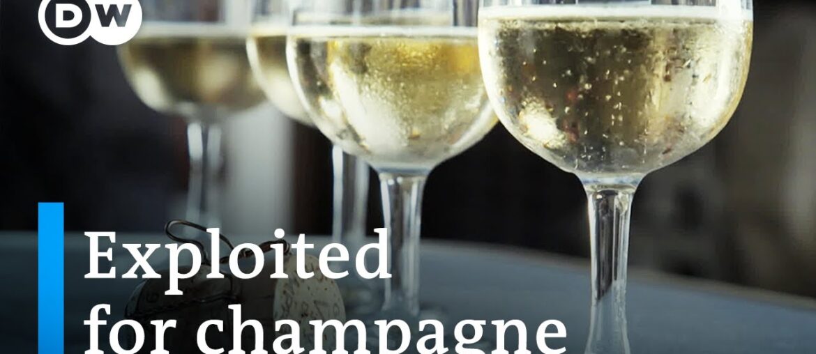 The dark side of the champagne industry | DW Documentary The dark side of the champagne industry | DW Documentary