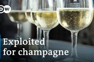 The dark side of the champagne industry | DW Documentary