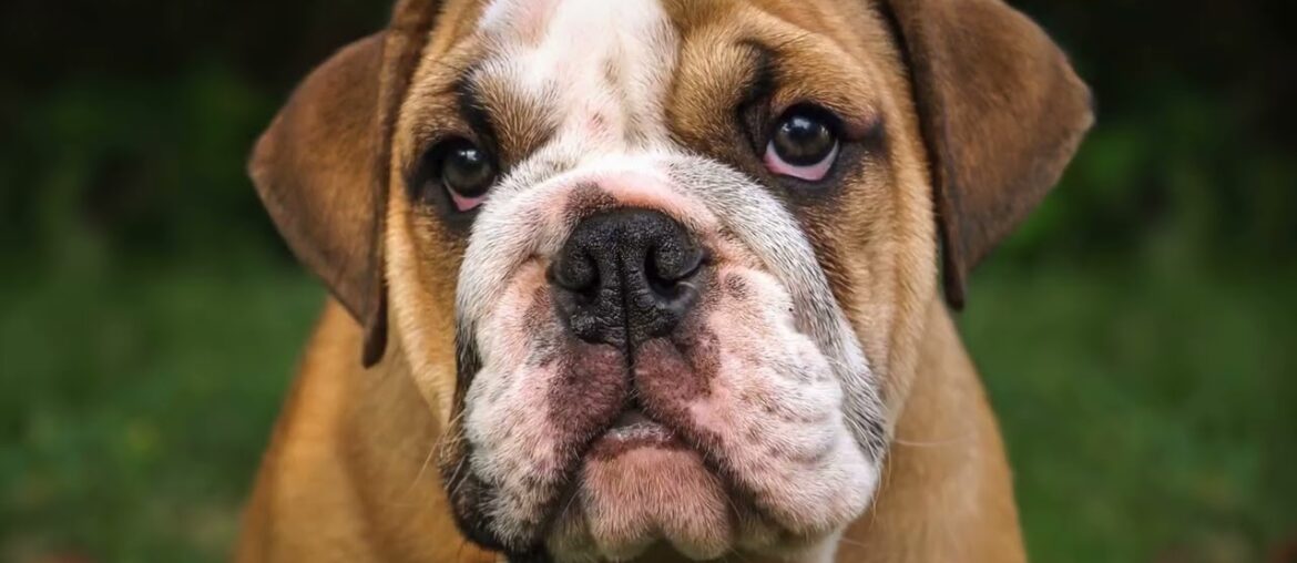 French Bulldog Dining Guide- What Are The Best Restaurants?