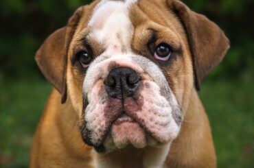 French Bulldog Dining Guide- What Are The Best Restaurants?