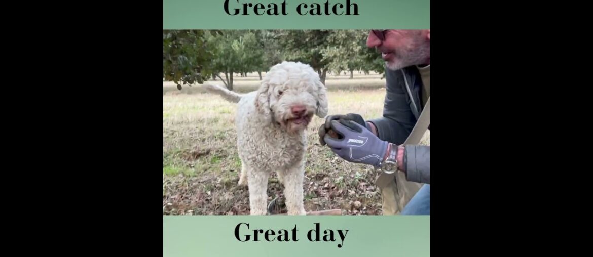Truffle hunting with adorable dog
