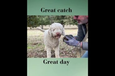 Truffle hunting with adorable dog