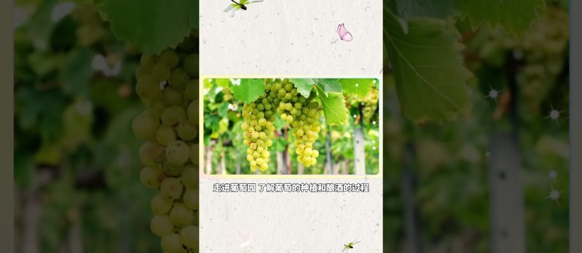 French Bordeaux Wine: The Crown Jewel of Red Wine Realm