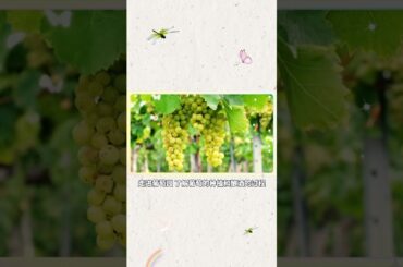 French Bordeaux Wine: The Crown Jewel of Red Wine Realm