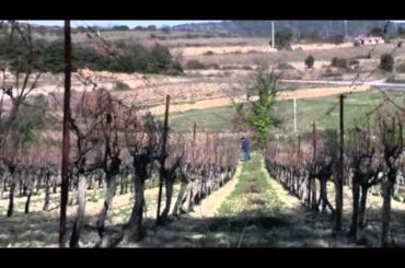 What sort of wine region is the Languedoc-Roussillon?