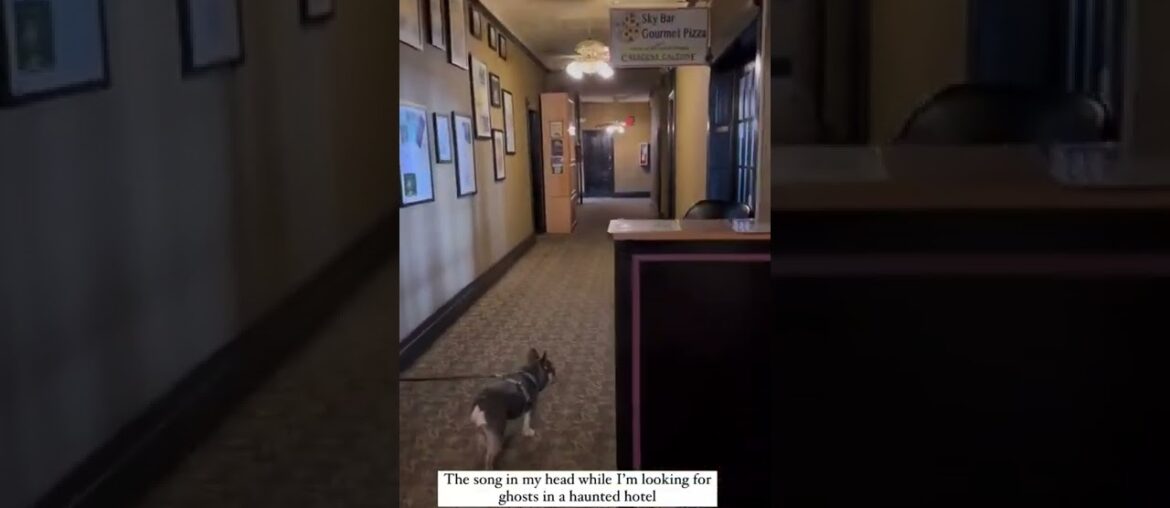 French bulldog ghost hunting #shorts #youtubeshorts #fyp #frenchbulldog