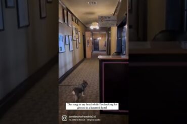 French bulldog ghost hunting #shorts #youtubeshorts #fyp #frenchbulldog