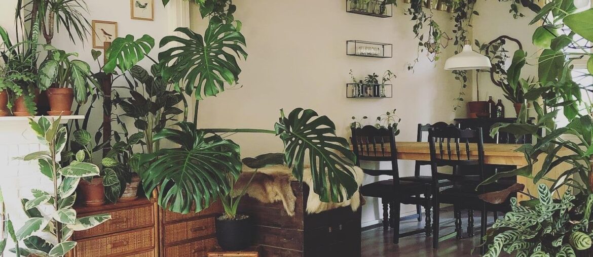 Indoor vines in an apartment full of houseplants, Eindhoven, the Netherlands [1440x1440]