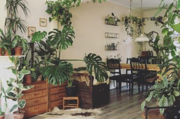 Indoor vines in an apartment full of houseplants, Eindhoven, the Netherlands [1440x1440]